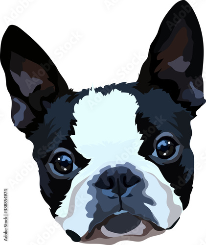 French Bulldog vector image. Portrait. Head