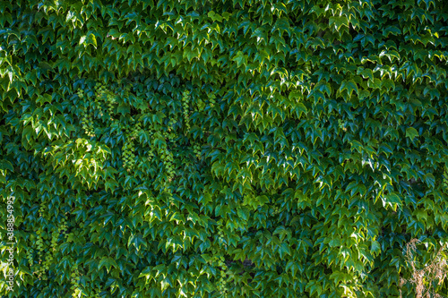 green leafs foliage full frame texture background vine garden