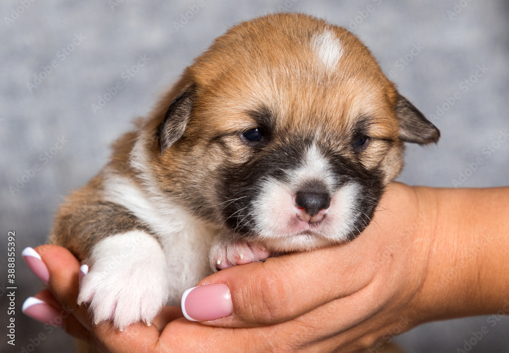cute corgi puppy sleeping in corgi arms cute corgi puppy sleeping in corgi arms