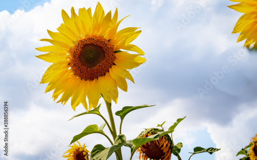 Fototapeta Naklejka Na Ścianę i Meble -  sunflower, flower, sky, summer, pollen, yellow, nature, sun, blue, field, agriculture, plant, green, bright, beautiful, petal, color, flora, blossom, leaf, garden, sunflowers, sunny, beauty, floral, s