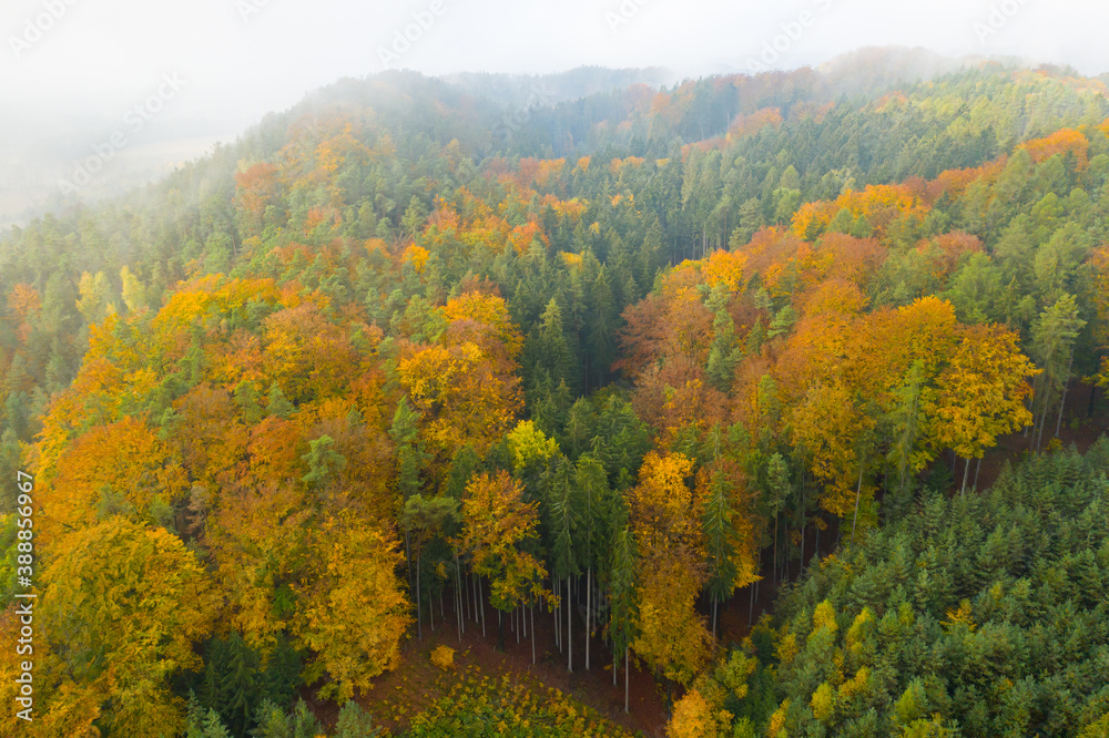 Panoramic view on the orange and green forest in fog weather in autumn or fall