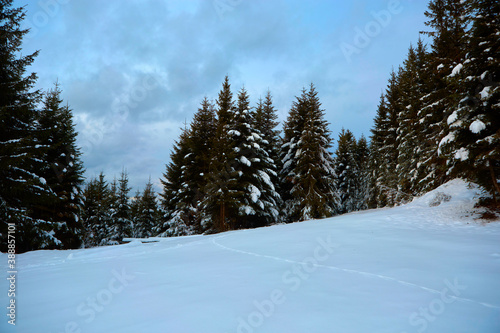 Snowy, winter forest in the mountains, pines, Christmas trees, a road in the snow between trees © pobaralia
