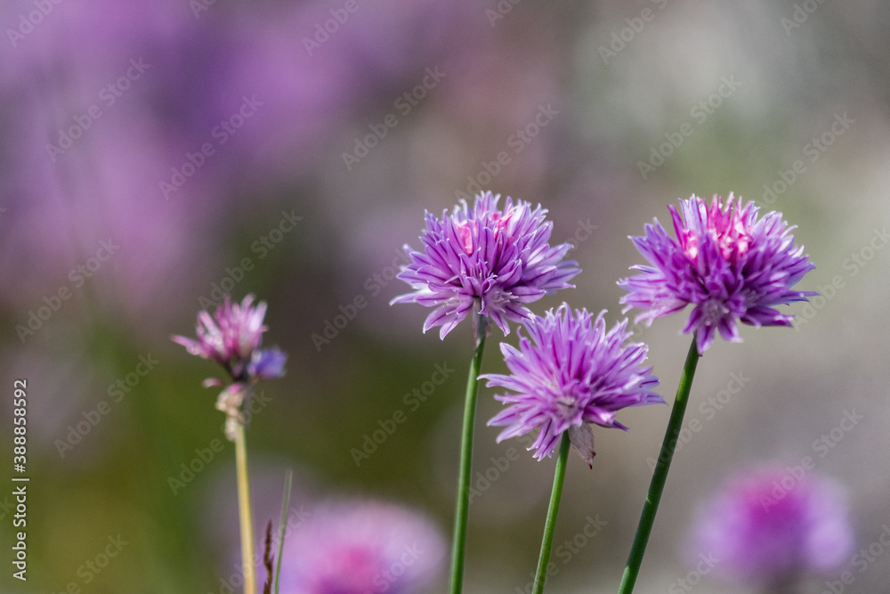 Close up of wild chives in the meadow Close up of wild chives in the meadow