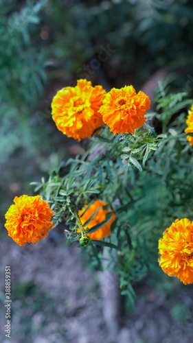 Flowers and trees from nature