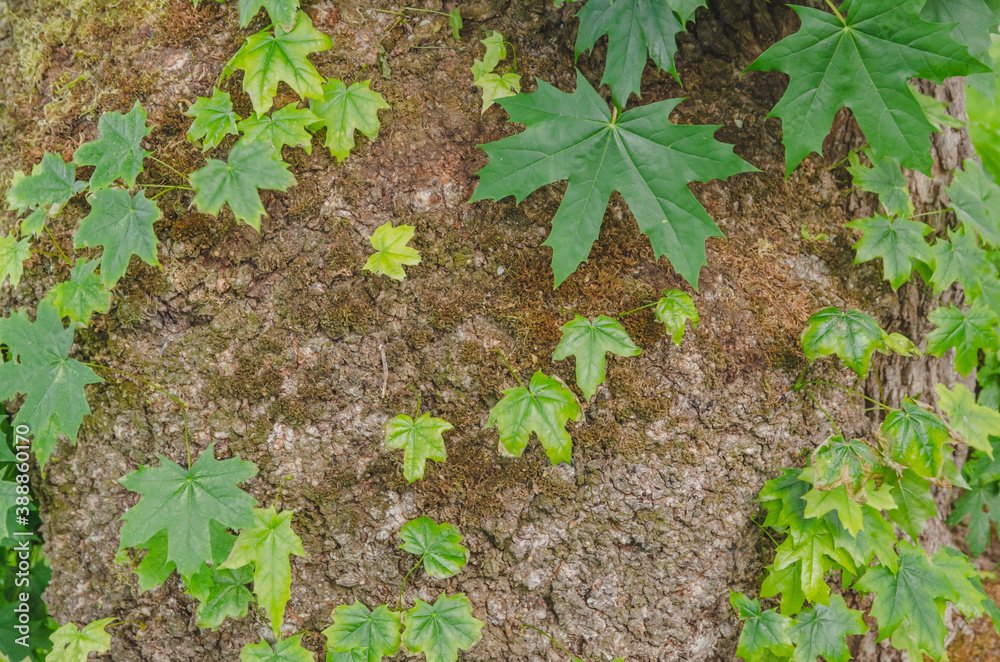 Obraz premium 木の幹から生える葉