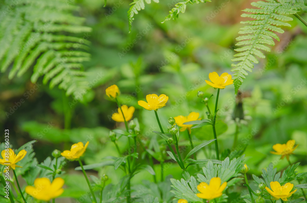 Obraz premium Yellow Buttercup