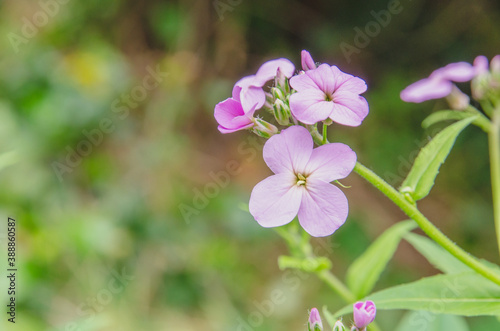 薄紫色の小さな花