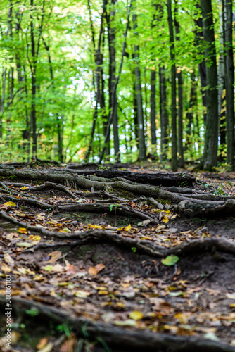 tree roots in the forest