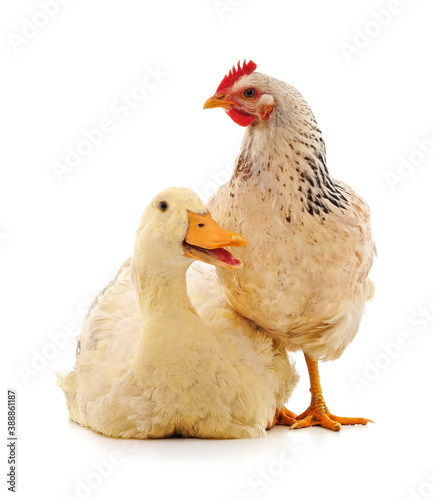 Large chicken and duck.