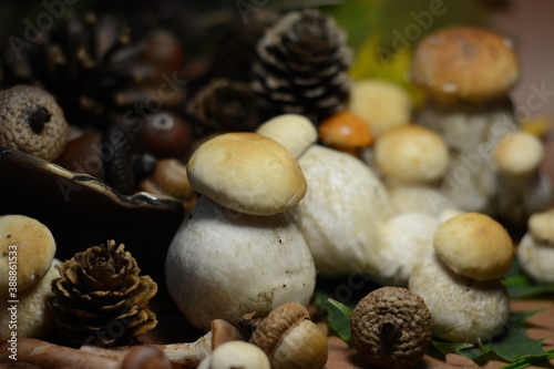 Porcini mushrooms close-up with cones and acorns on brown background
