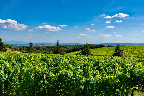 vineyards of felsina winery of chianti photo