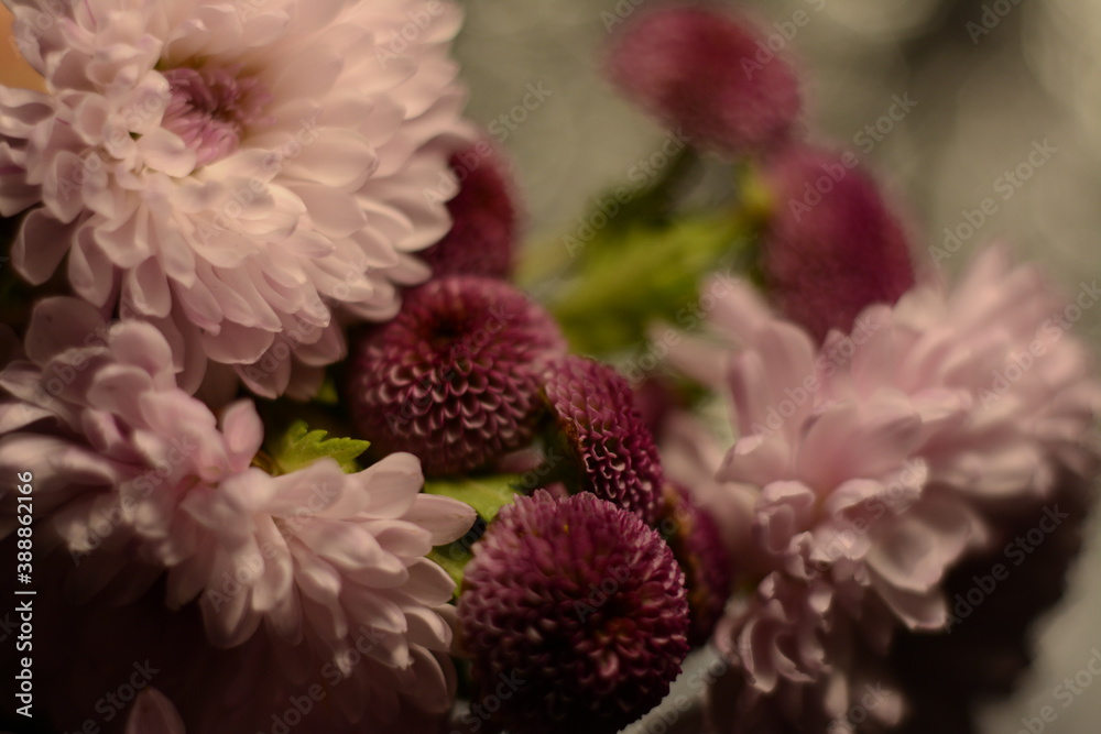 Beautiful bouquet of pink large and small chrysanthemum flowers