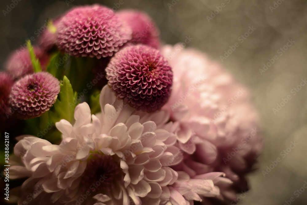 Close-up of pink lush chrysanthemums on gray background