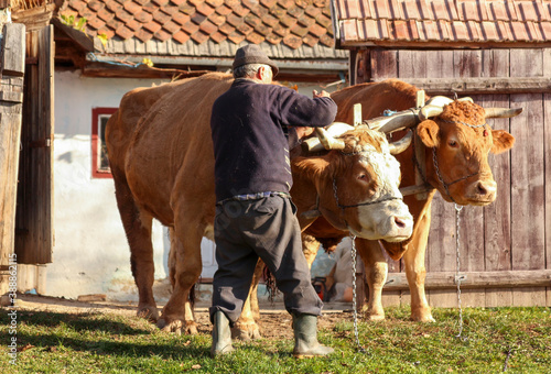 Farmer is readying his two cows. Farmer breeds and cows his cow in nature according to ancient traditions.