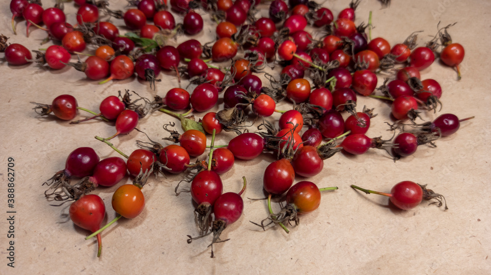 photo of rose hips. red rose hips scattered on craft paper