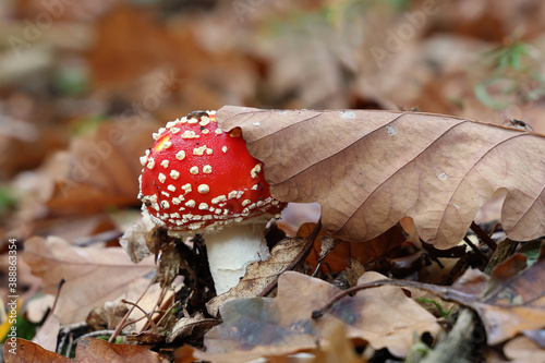 Closeup of amanita muscaria mushroom in forest photo