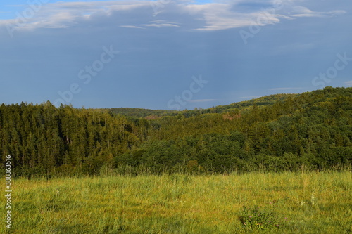 forest and sky