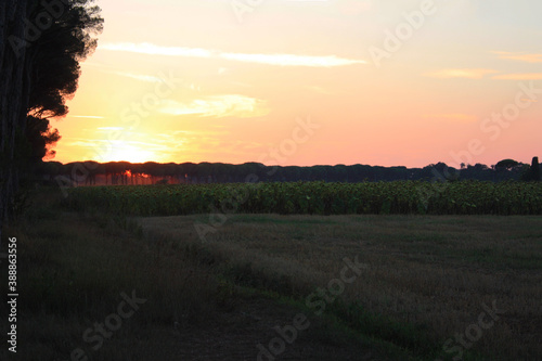 expanse of open field in the countryside at dusk among pine trees and trunks in Tuscany