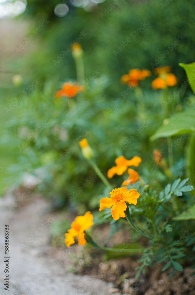 Fototapeta premium Beautiful marigolds bloom outdoors