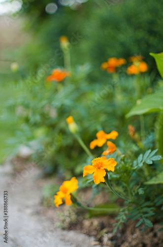 Fototapeta Naklejka Na Ścianę i Meble -  Beautiful marigolds bloom outdoors