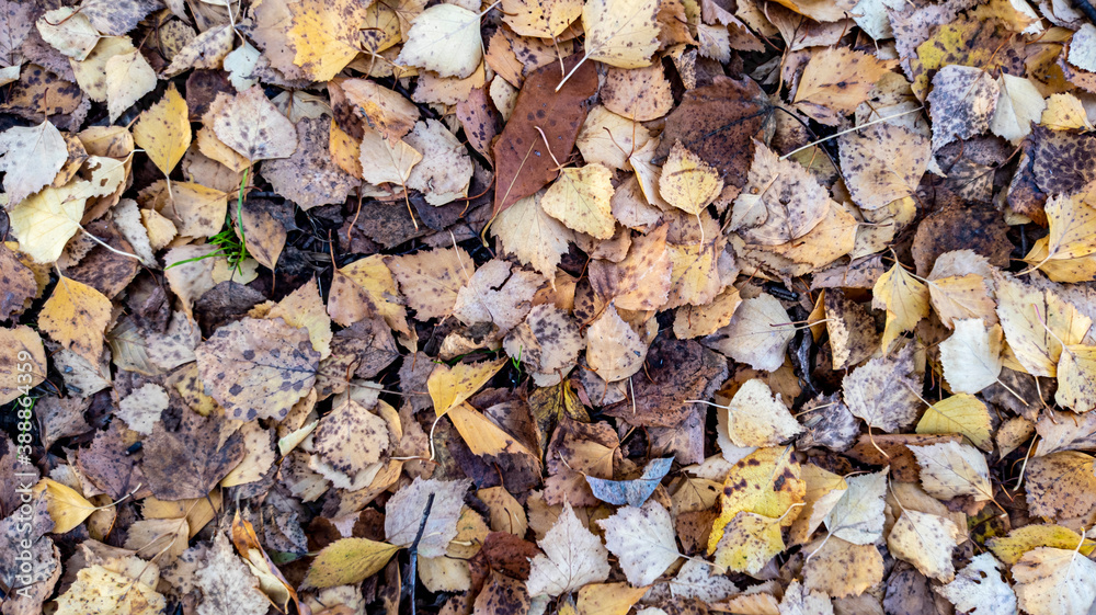 Photo of fallen autumn yellow leaves close-up. Background, texture for design. Autumn background.
