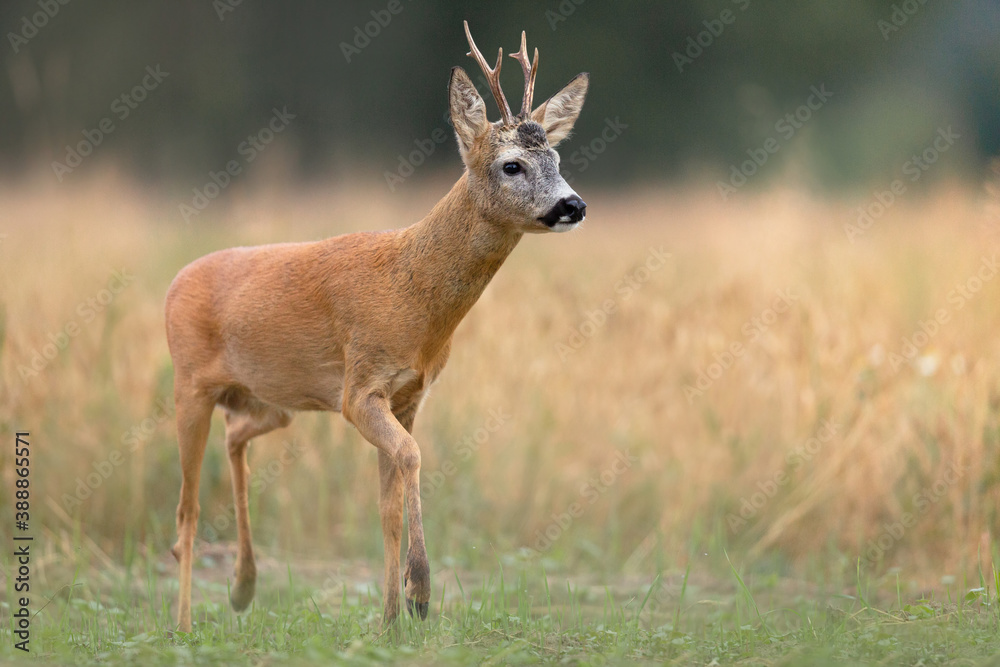 Roe deer photographed in Poland. Bujny Szlacheckie - obrazy, fototapety, plakaty 