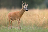 Roe deer photographed in Poland. Bujny Szlacheckie
