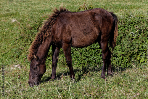 Young horse foal grazing grass. Pasture grassland in Beskid Niski area in Poland  Europe.