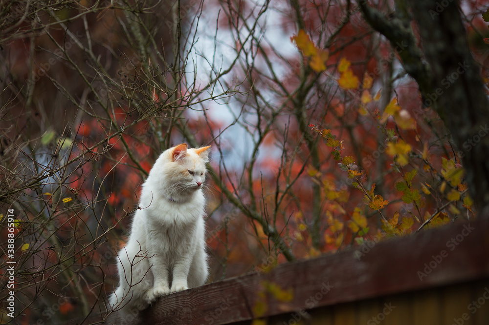White fluffy cat standing relaxed on the wooden crate in bright november day. Adorable autumn bokeh. Cottagecore aesthetics, rural and everyday life concept. Copy space