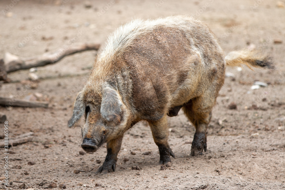woolly pig (in german Mangalica-Schwein or Mangalitza) woolly pig (in german Mangalica-Schwein or Mangalitza)