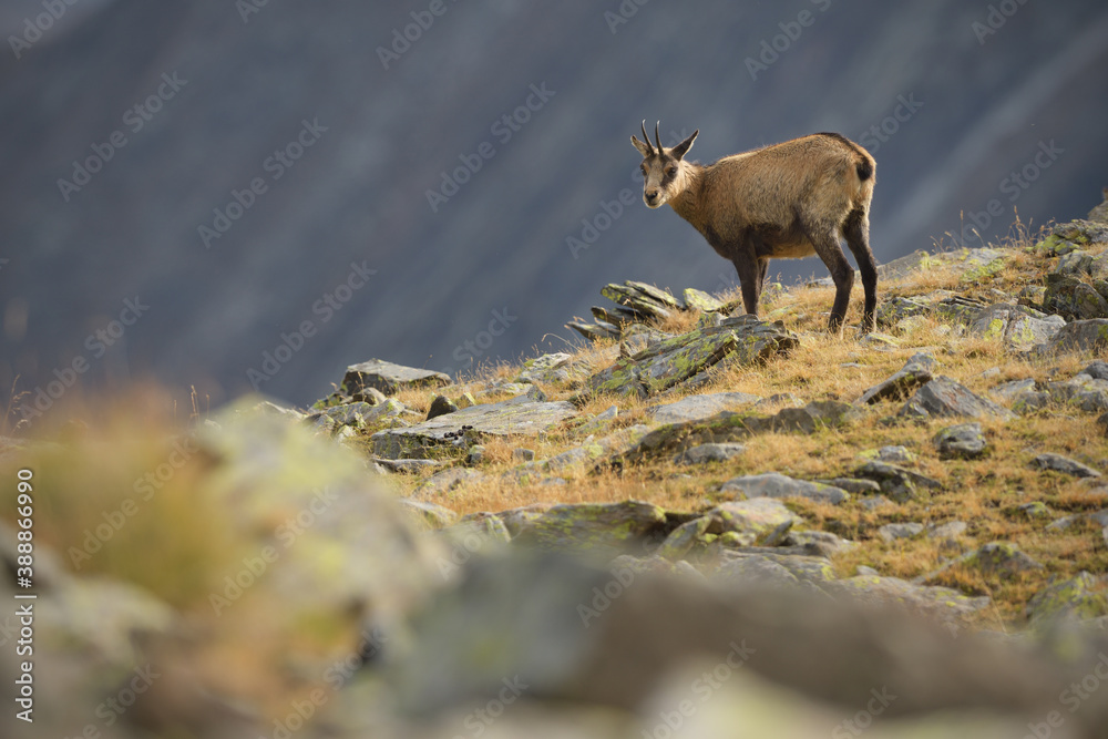 Chamois staying in an autumn mountain meadow Chamois staying in an autumn mountain meadow