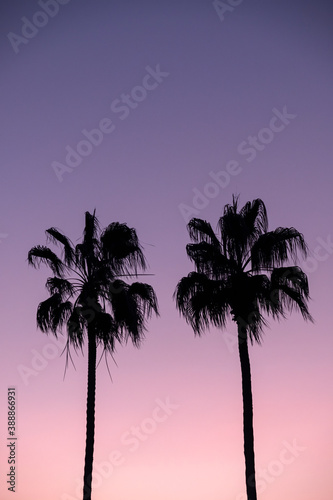Silhouette Of Palm Trees In Front Of Purple Sunset