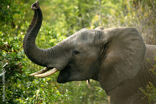 african elephant eating © gorerl