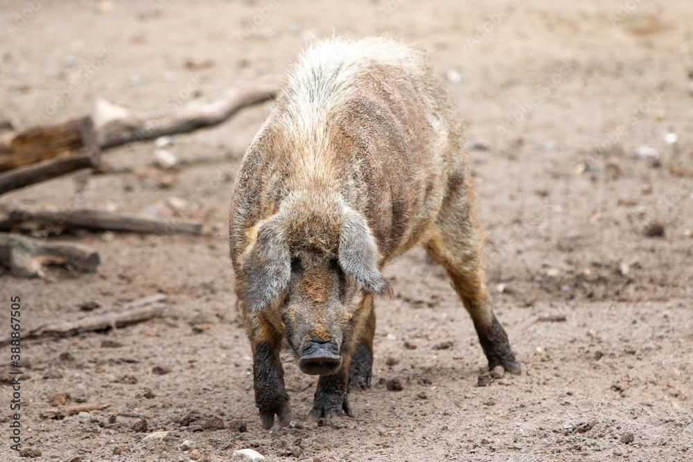 woolly pig (in german Mangalica-Schwein or Mangalitza) woolly pig (in german Mangalica-Schwein or Mangalitza)