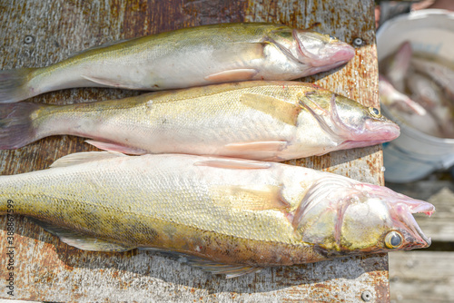 freshwater common bream fish