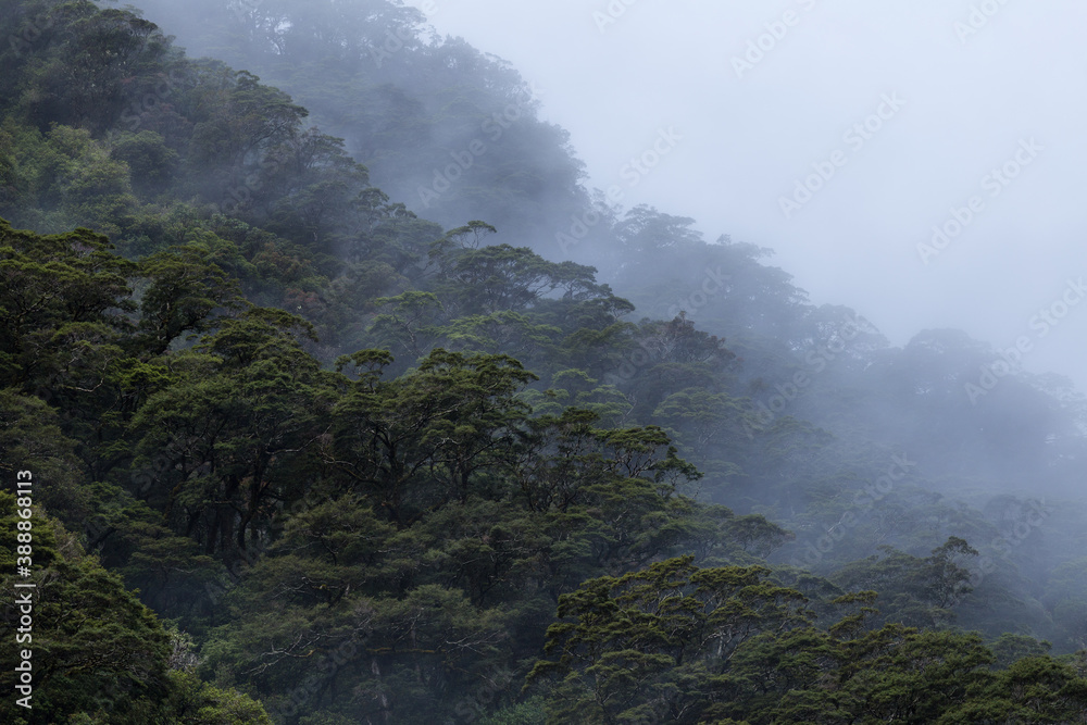 fog in the mountains