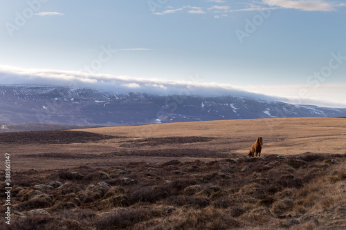 iceland horse with sunrise colours