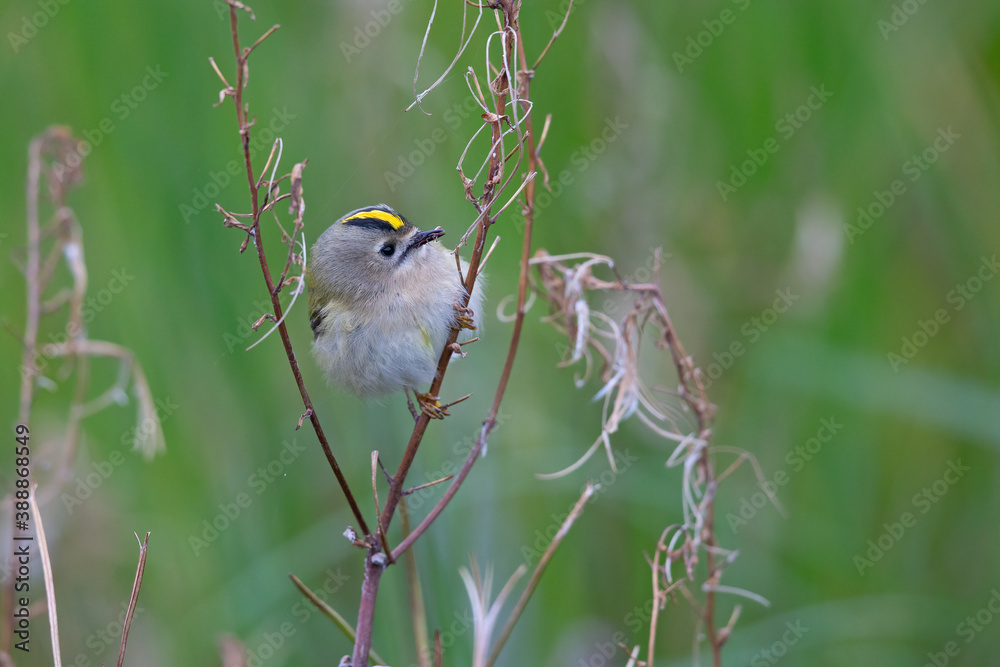 Naklejka premium A migrating goldcrest foraging for small insects.