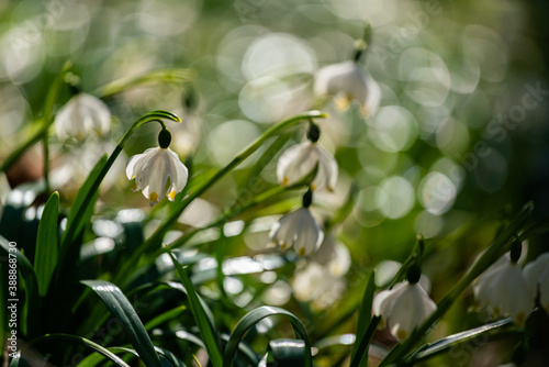 snowdrop flowers in the forest