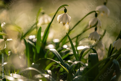 snowdrops in the forest