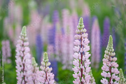Pink and purple blooming lupin flowers  soft focus 