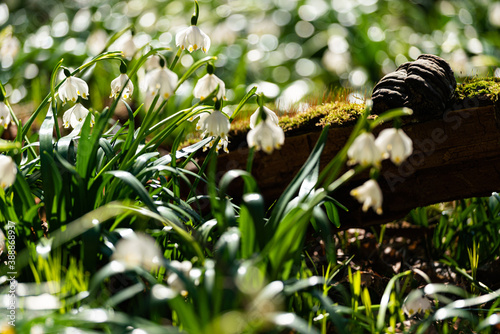flowers in the grass