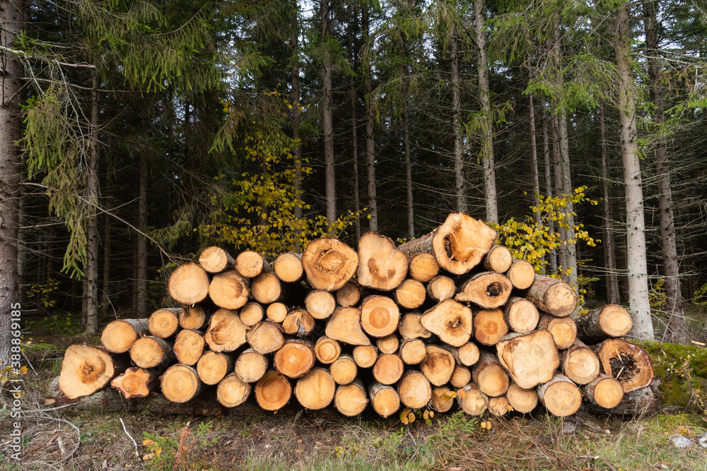 Woodpile in a spruce forest