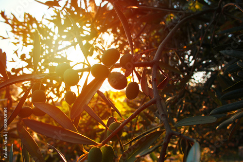 Olive tree in the sunset