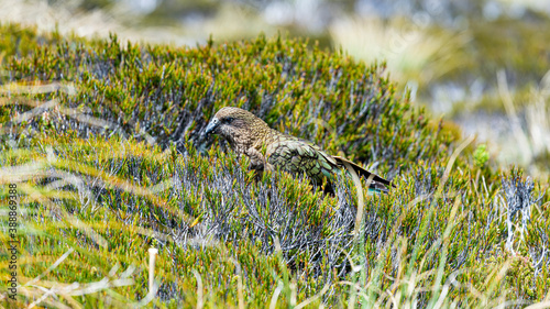 Kea parrot
