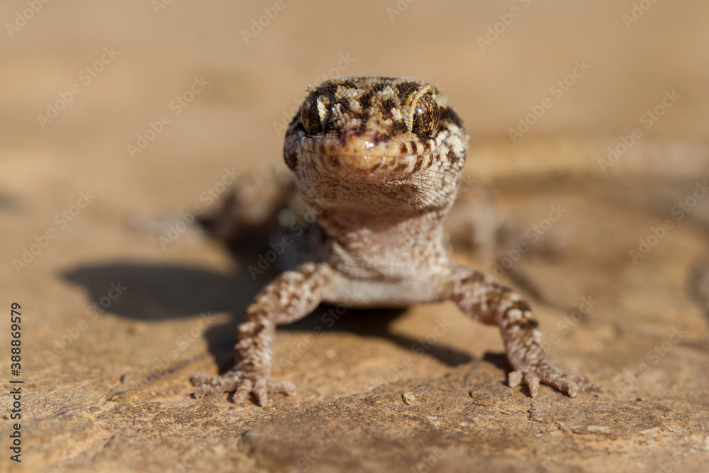 Close up of Prickly Gecko Close up of Prickly Gecko