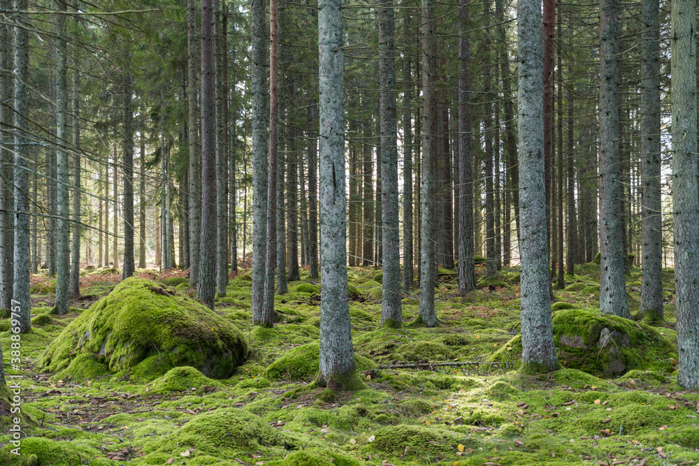 Obraz premium Green mossy spruce tree forest