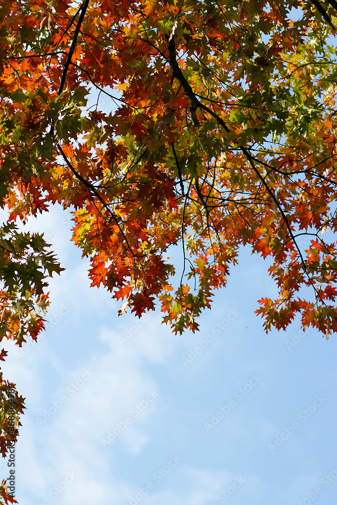 A beautiful tree with bright colorful leaves. Autumn concept. A beautiful tree with bright colorful leaves. Autumn concept.