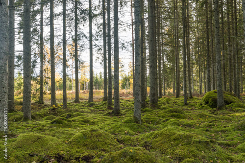 Fototapeta Naklejka Na Ścianę i Meble -  Moss covered forest ground in a spruce forest