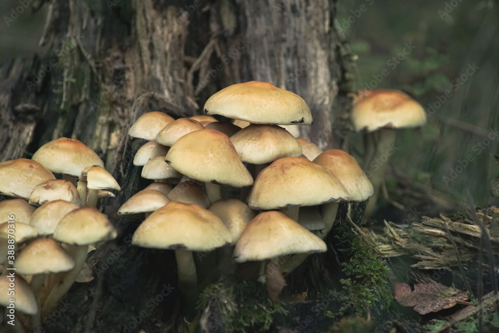Wald Szene mit wild wachsenden Pilzen im Herbst Wald Szene mit wild wachsenden Pilzen im Herbst
